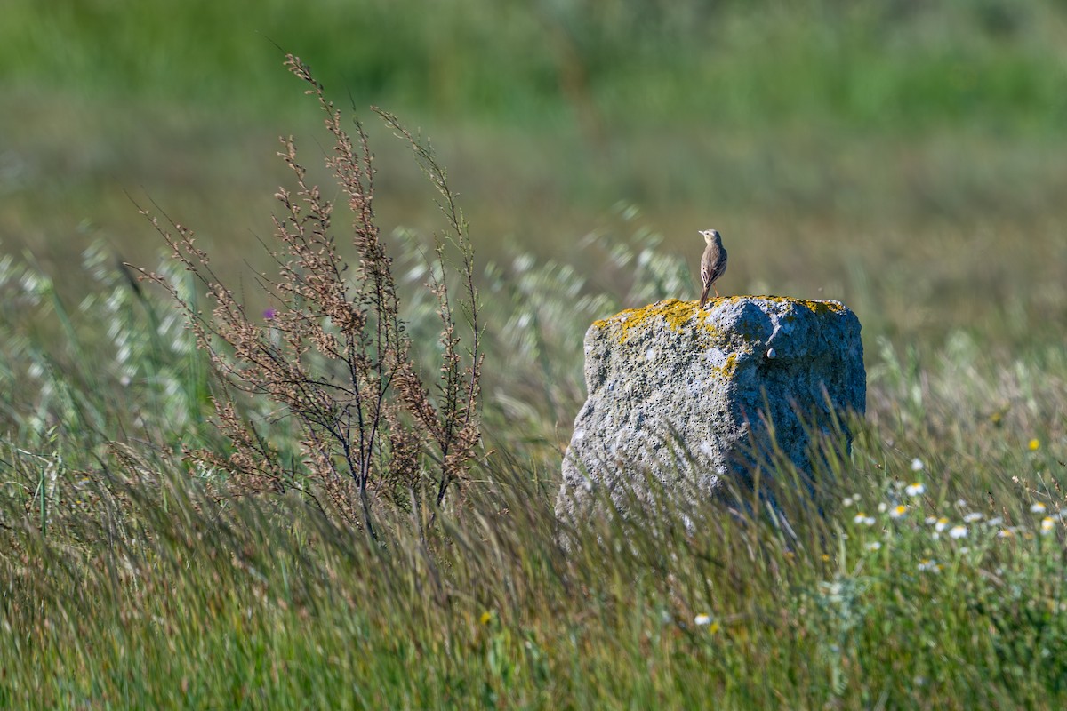Tawny Pipit - ML657876066