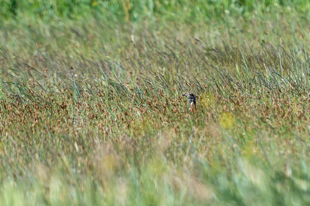 Little Bustard - ML657876067