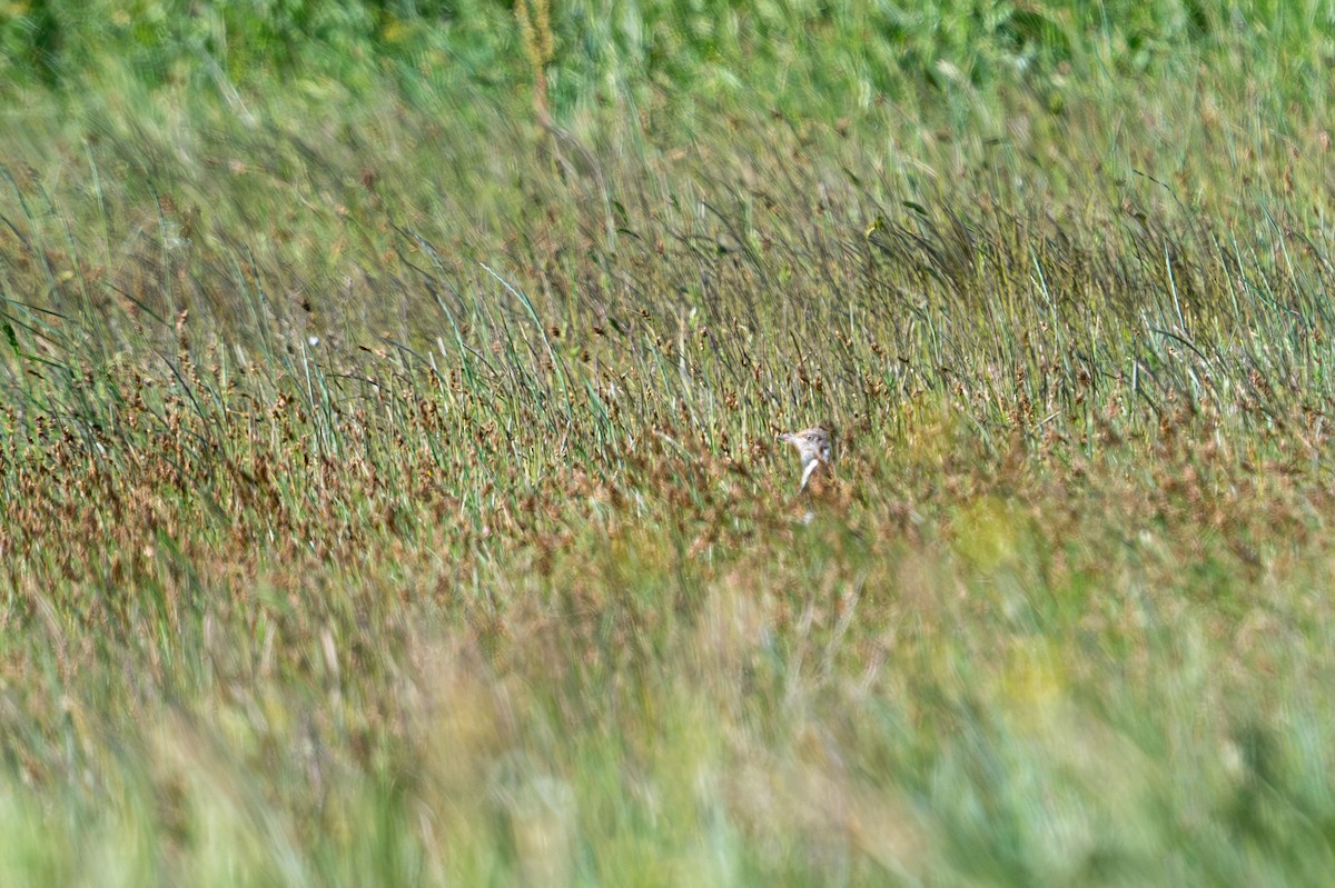 Little Bustard - ML657876068