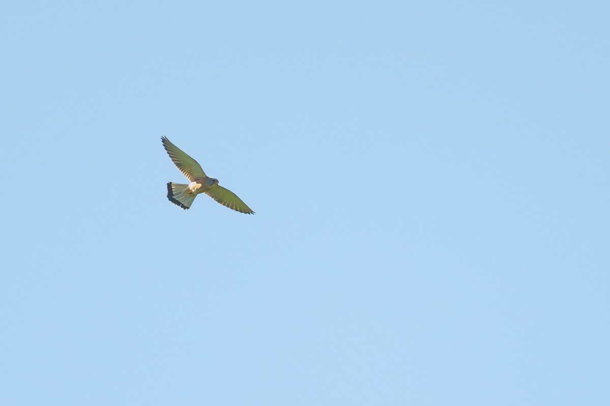 Lesser Kestrel - ML657876079