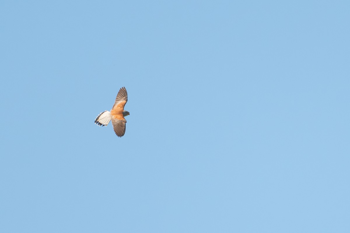 Lesser Kestrel - ML657876080