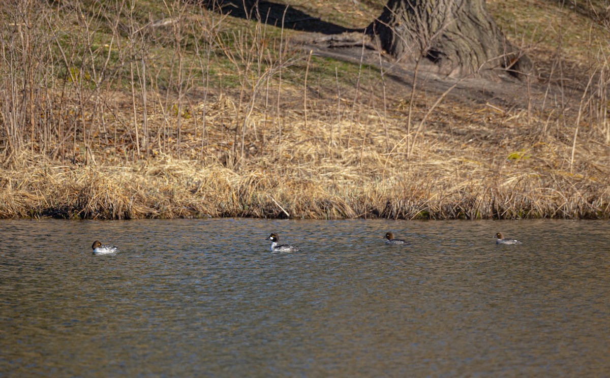 Common Goldeneye - ML657876132