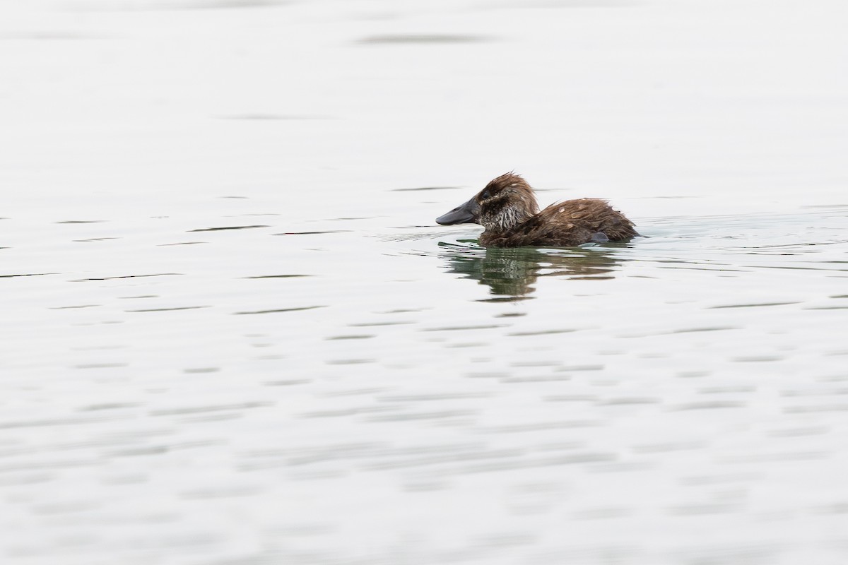 Maccoa Duck - ML657876221