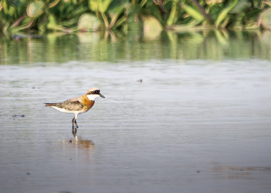 Tibetan Sand-Plover - ML657876252