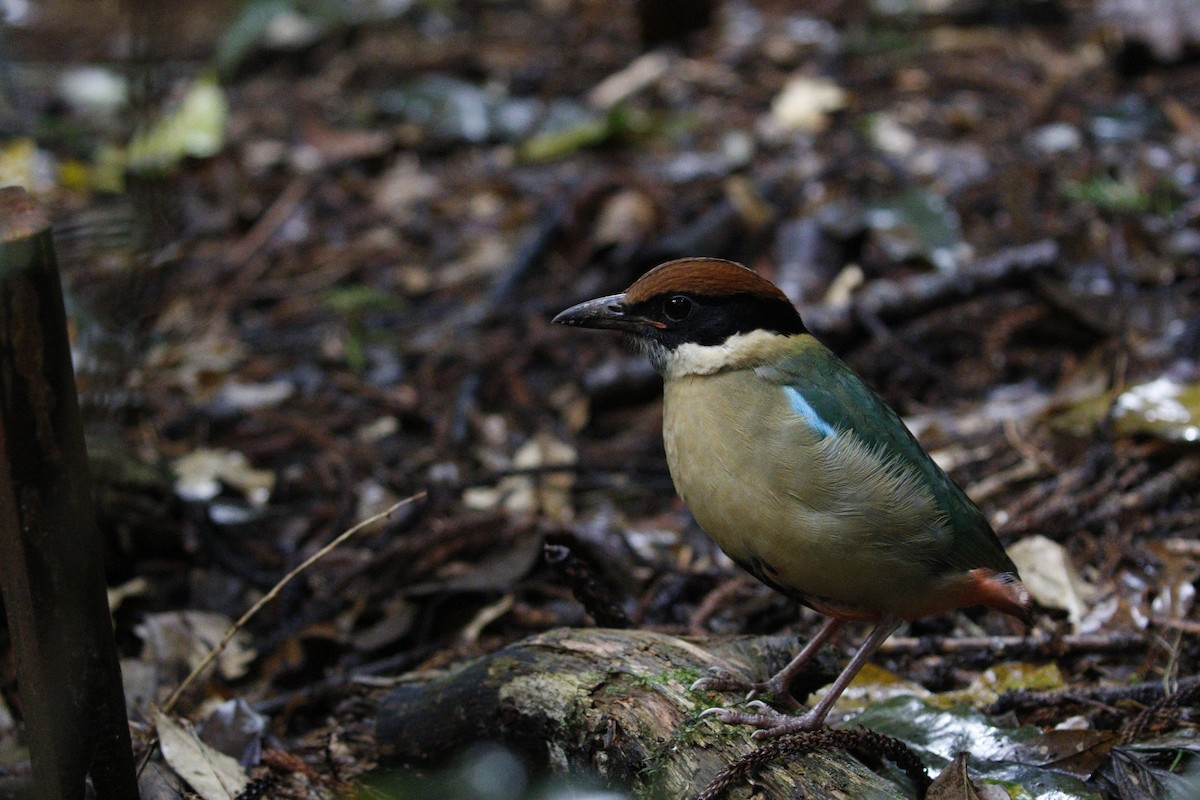 Noisy Pitta - ML657876281