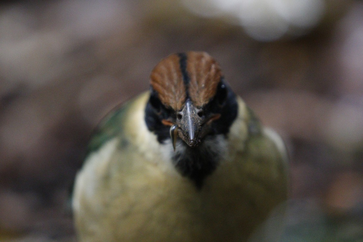 Noisy Pitta - ML657876283