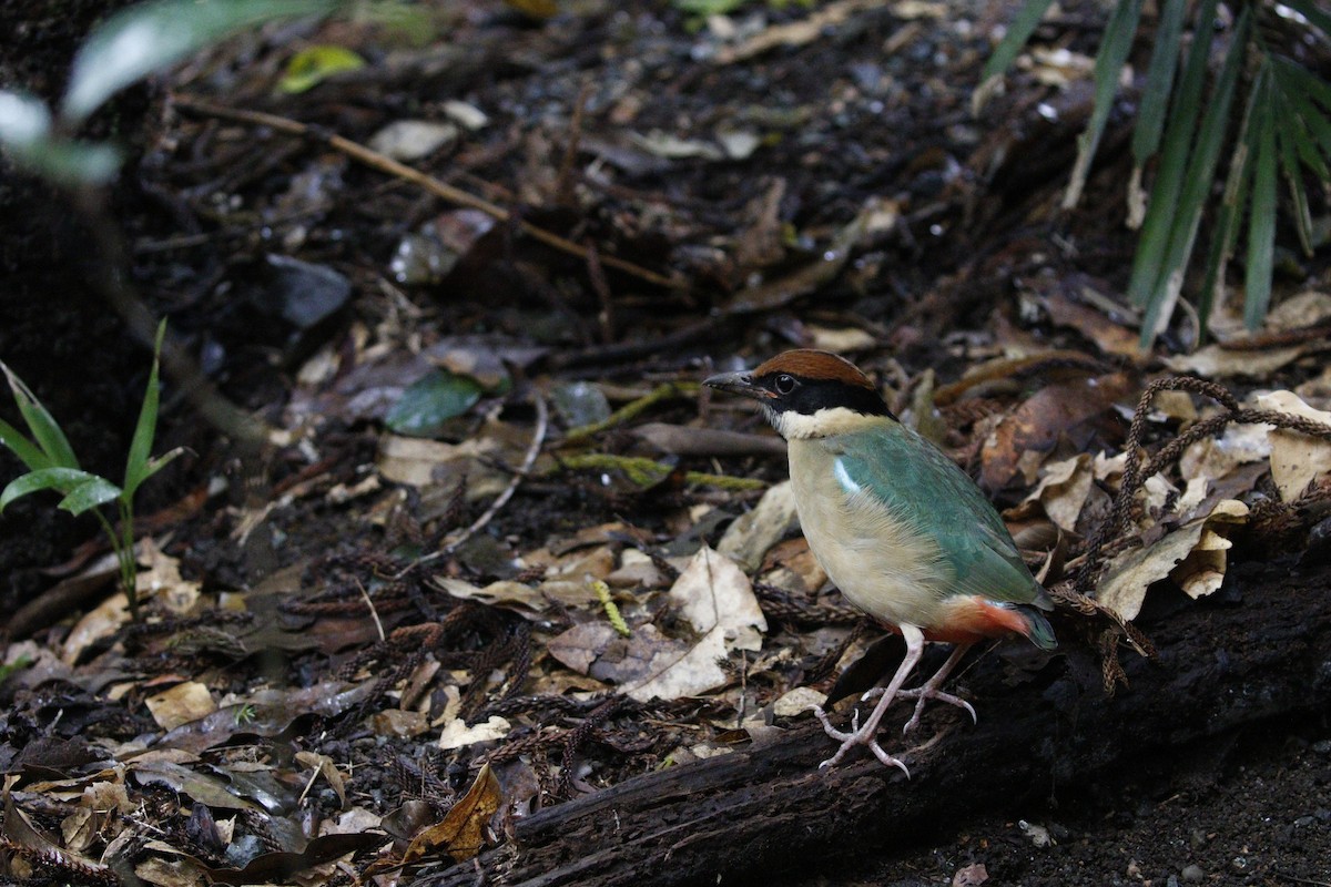 Noisy Pitta - ML657876284