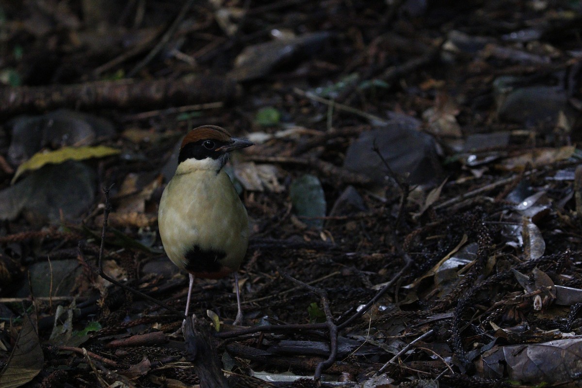 Noisy Pitta - ML657876311