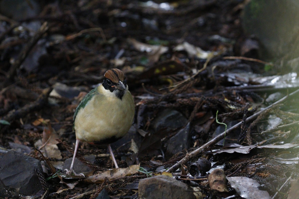 Noisy Pitta - ML657876312