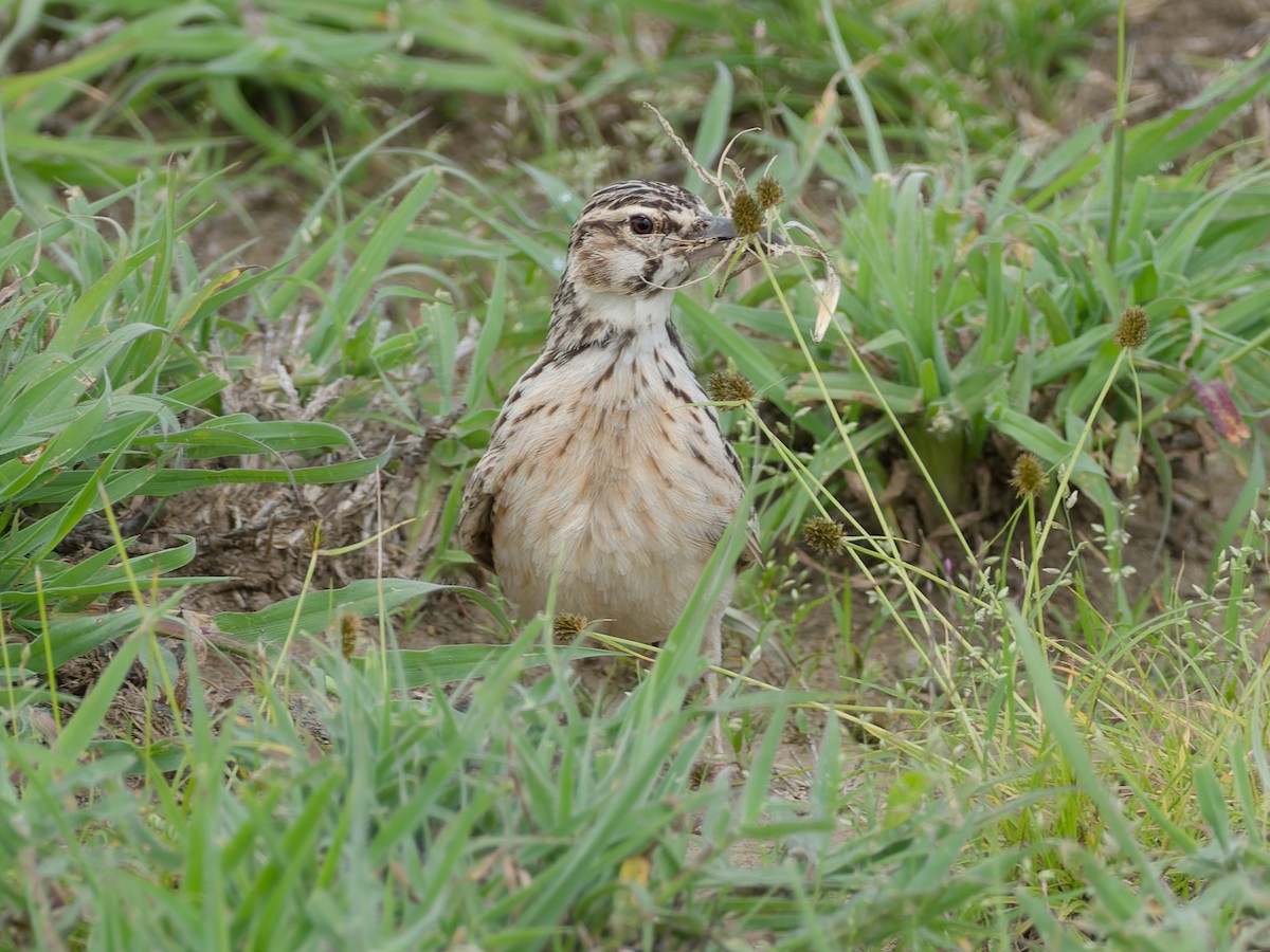 Short-tailed Lark - ML657876368