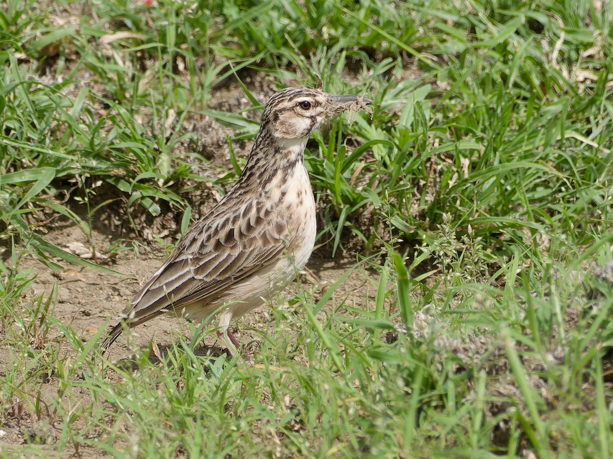 Short-tailed Lark - ML657876369