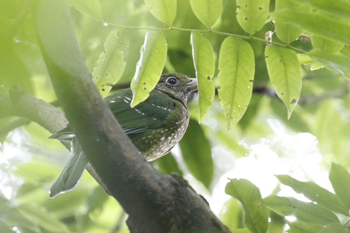 Green Catbird - ML657876694