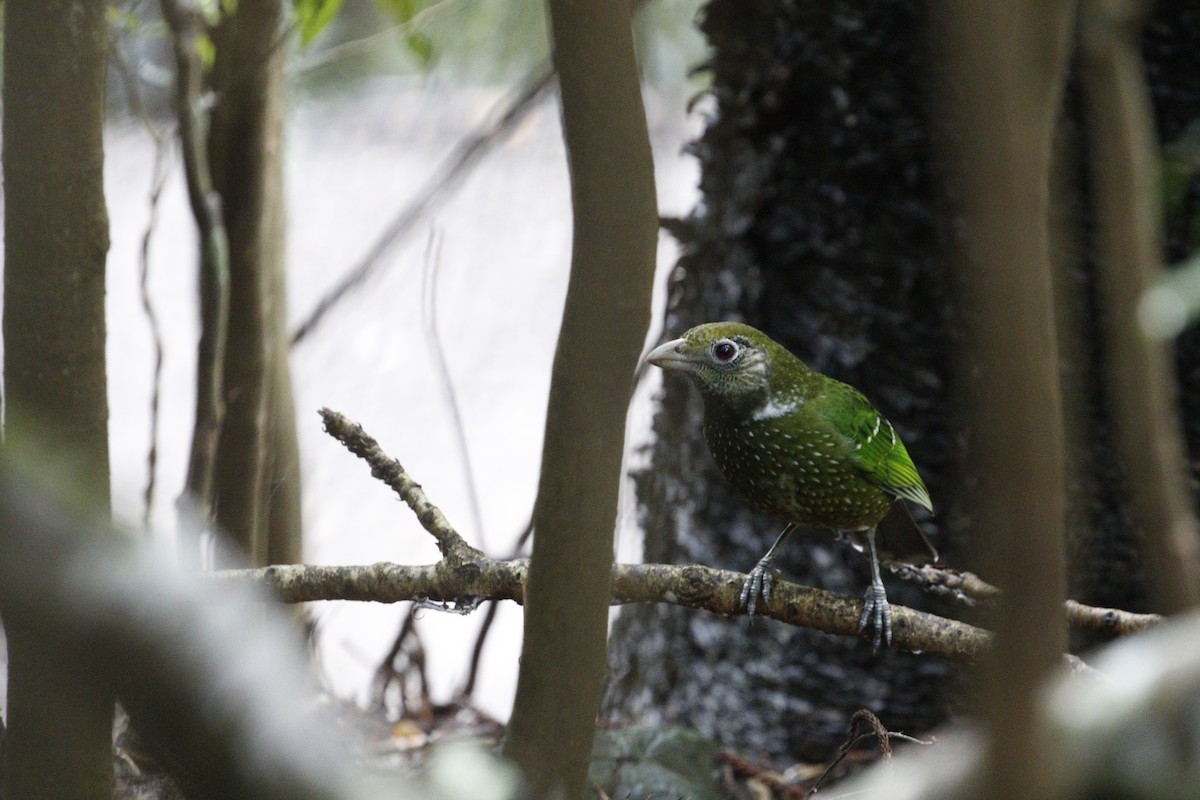Green Catbird - ML657876695