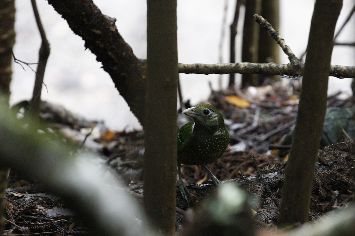 Green Catbird - ML657876696