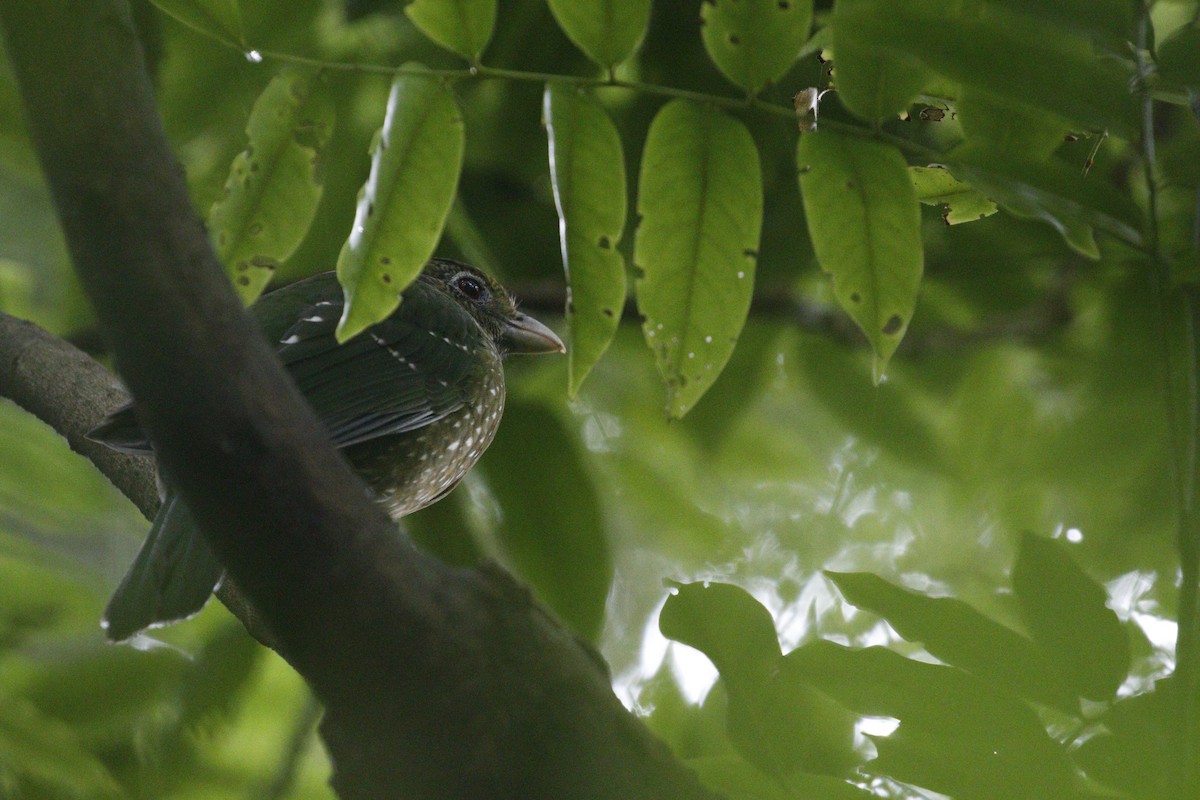 Green Catbird - ML657876698