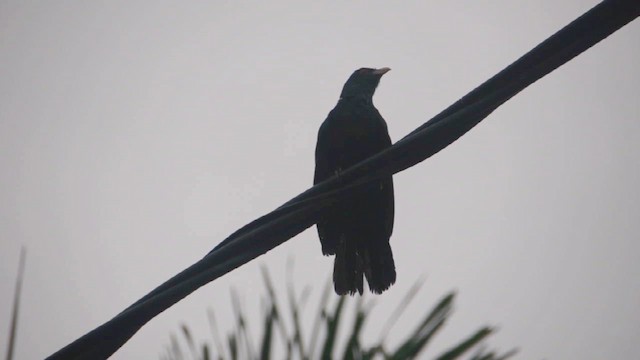 Koel Occidental - ML657876791