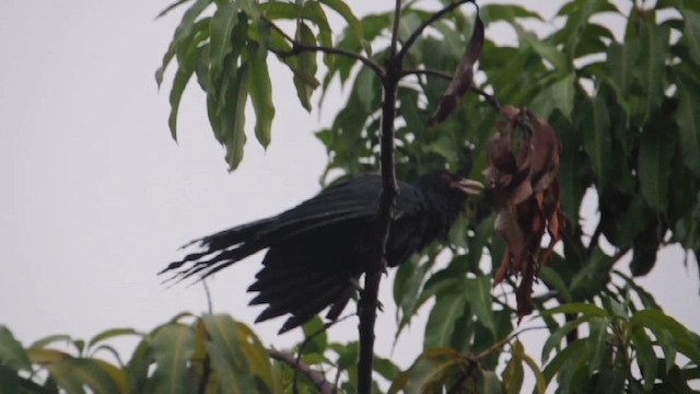 Koel Occidental - ML657876793