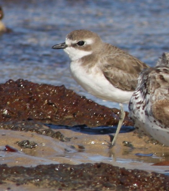 Siberian Sand-Plover - ML657876835