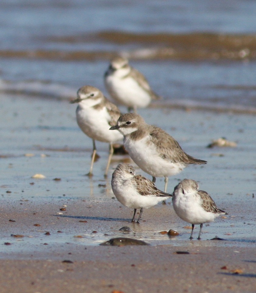 Siberian Sand-Plover - ML657876836