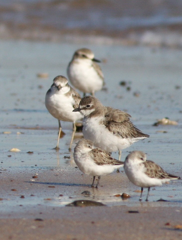 Siberian Sand-Plover - ML657876837