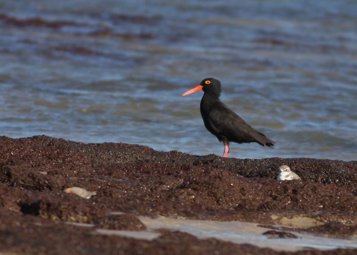 Sooty Oystercatcher - ML657876841