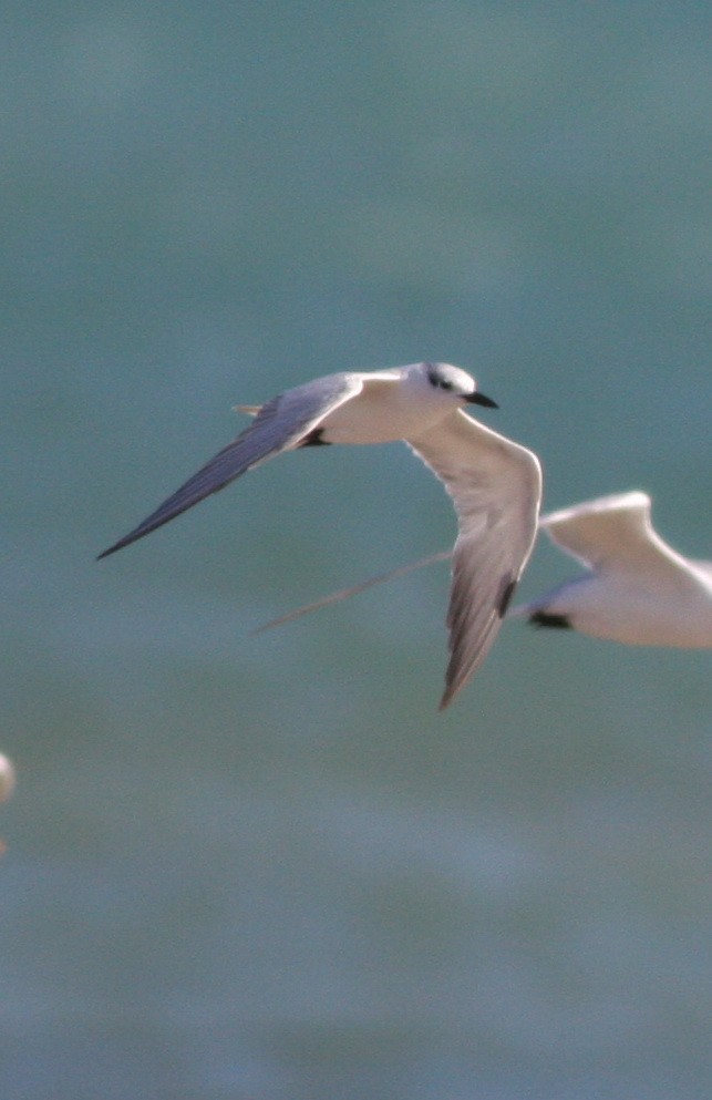 Whiskered Tern - ML657876843