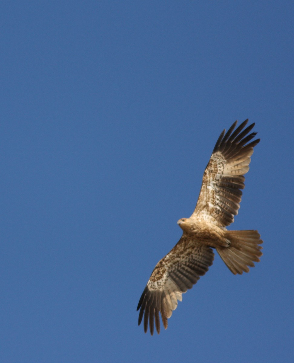 Whistling Kite - ML657876848