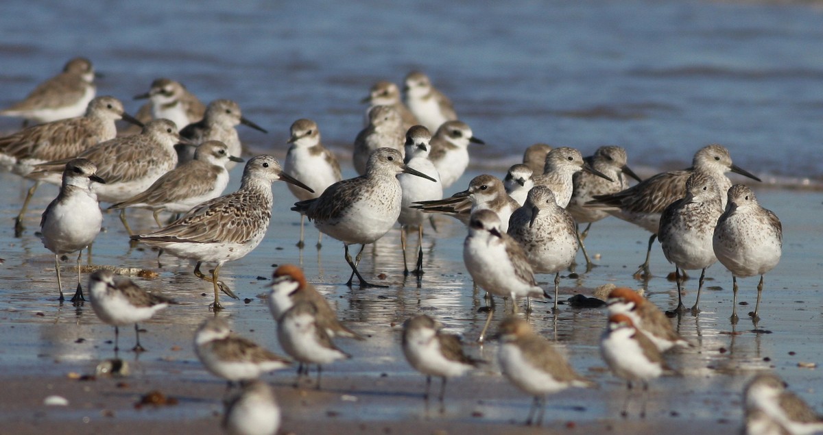 Great Knot - ML657876869
