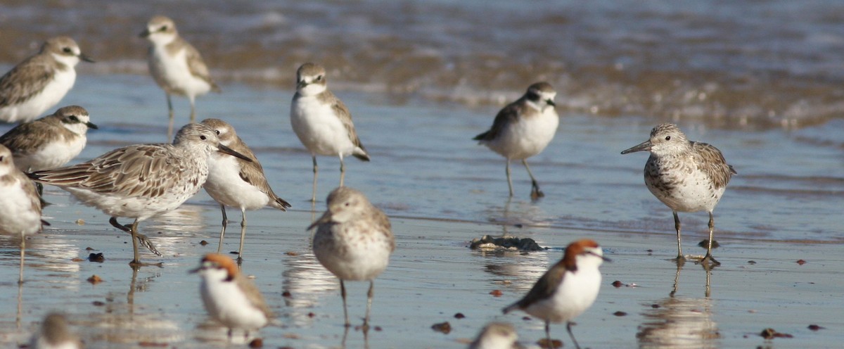 Great Knot - ML657876870