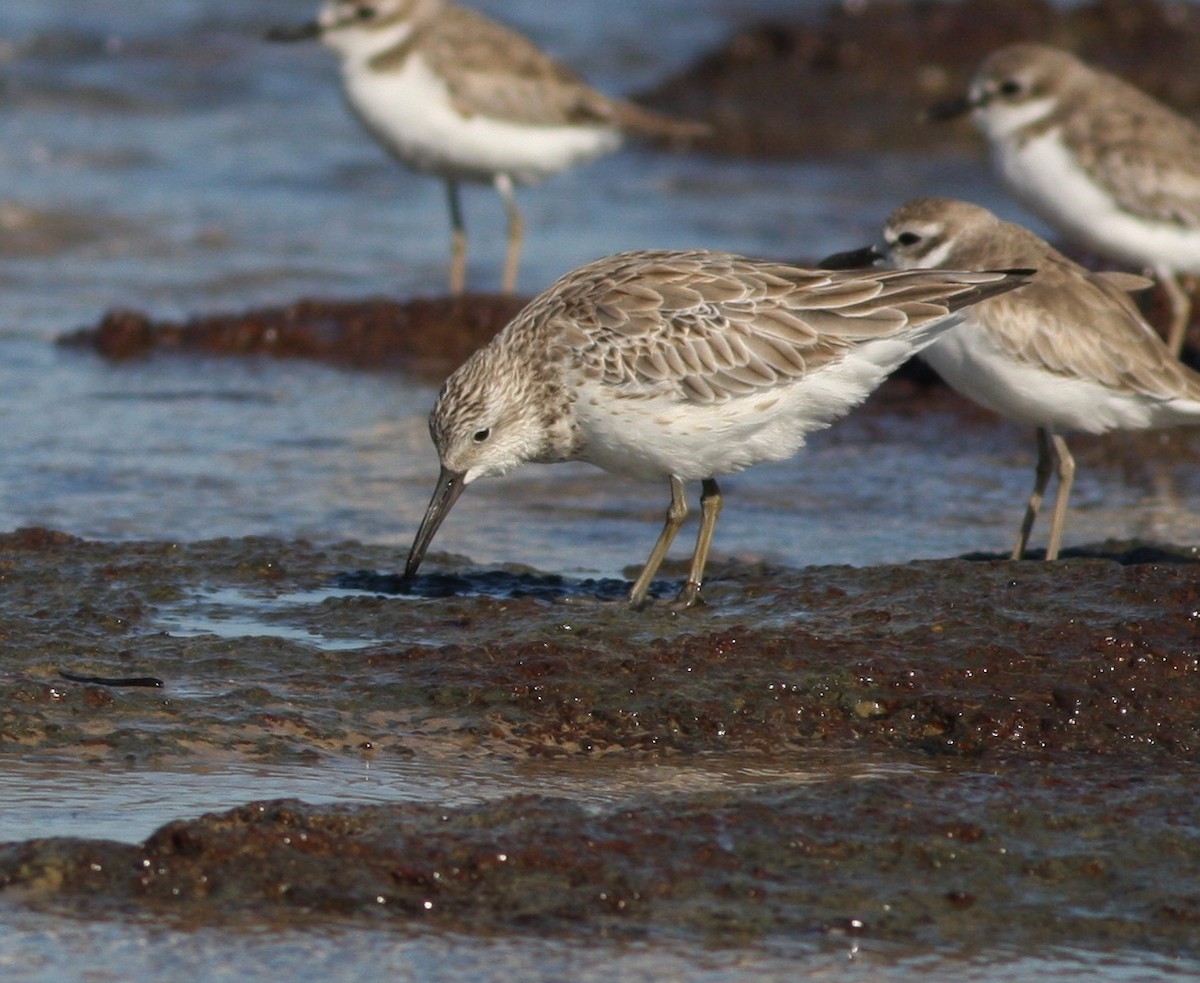 Great Knot - ML657876871