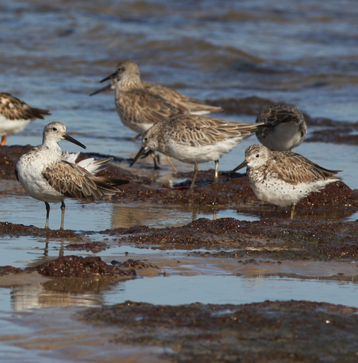 Great Knot - ML657876872