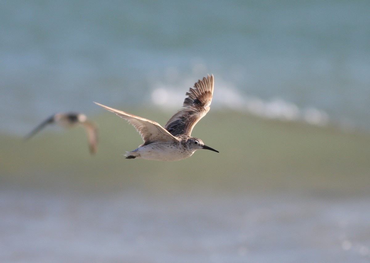 Great Knot - ML657876873