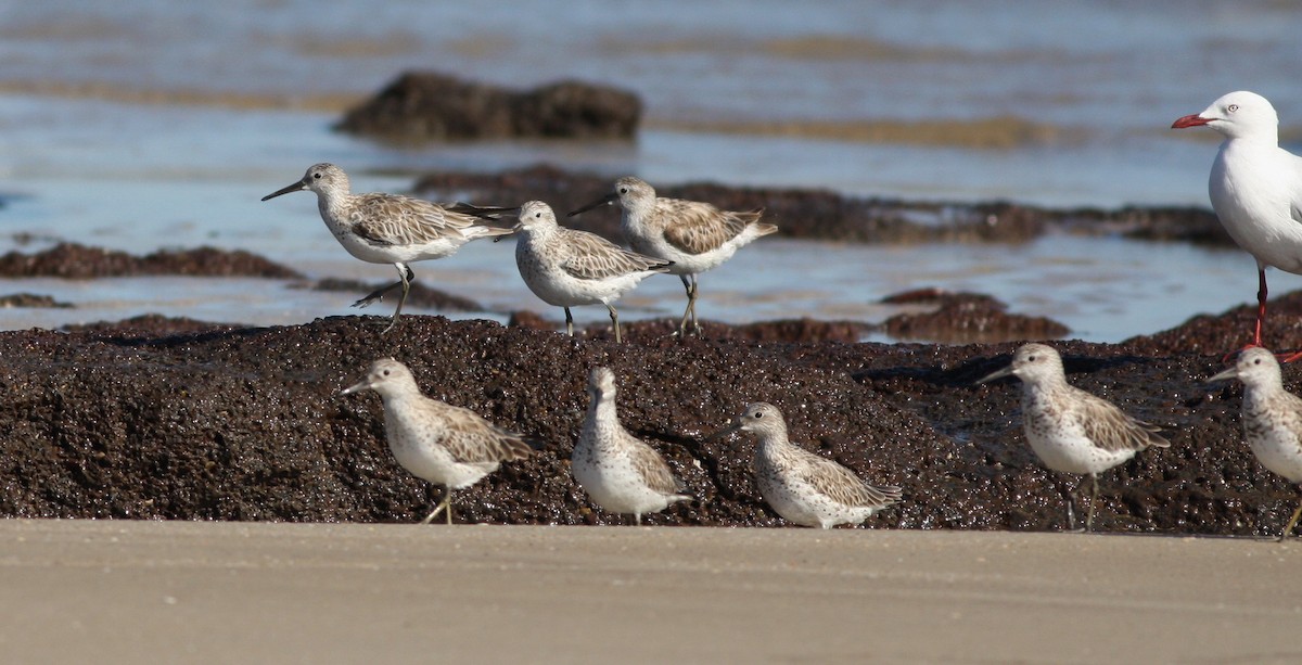 Great Knot - ML657876874