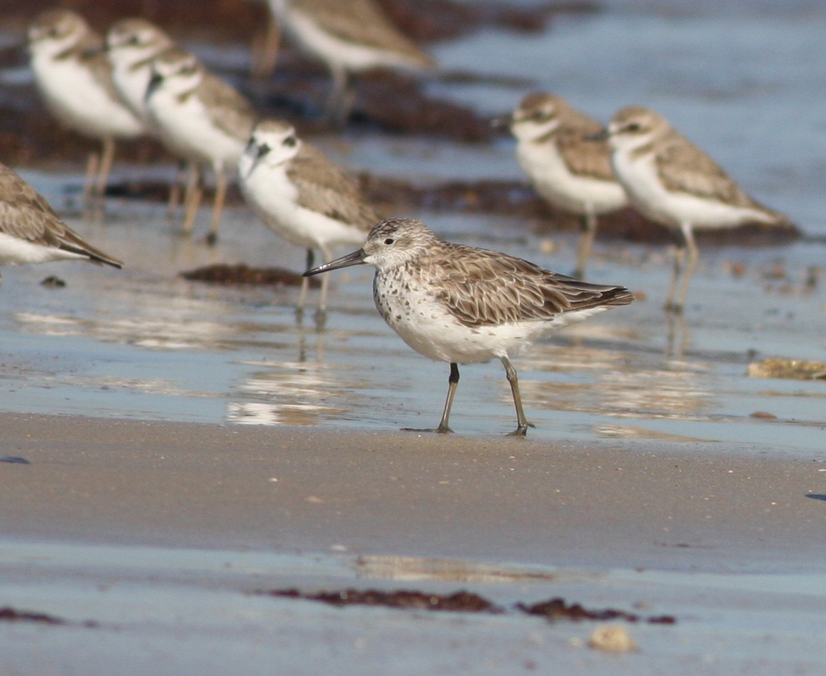Great Knot - ML657876875