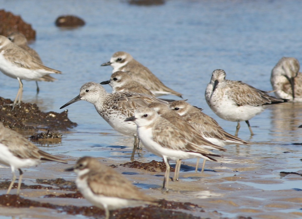 Great Knot - ML657876876