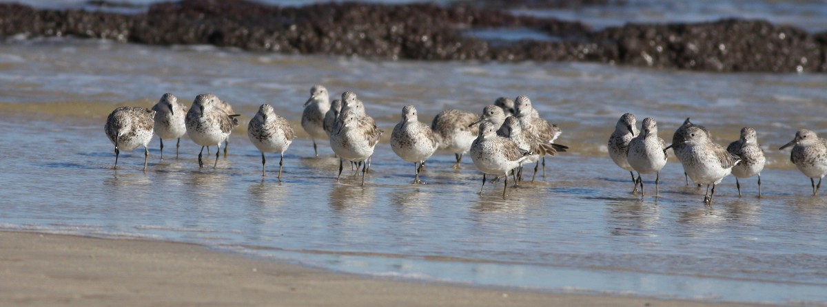 Great Knot - ML657876877