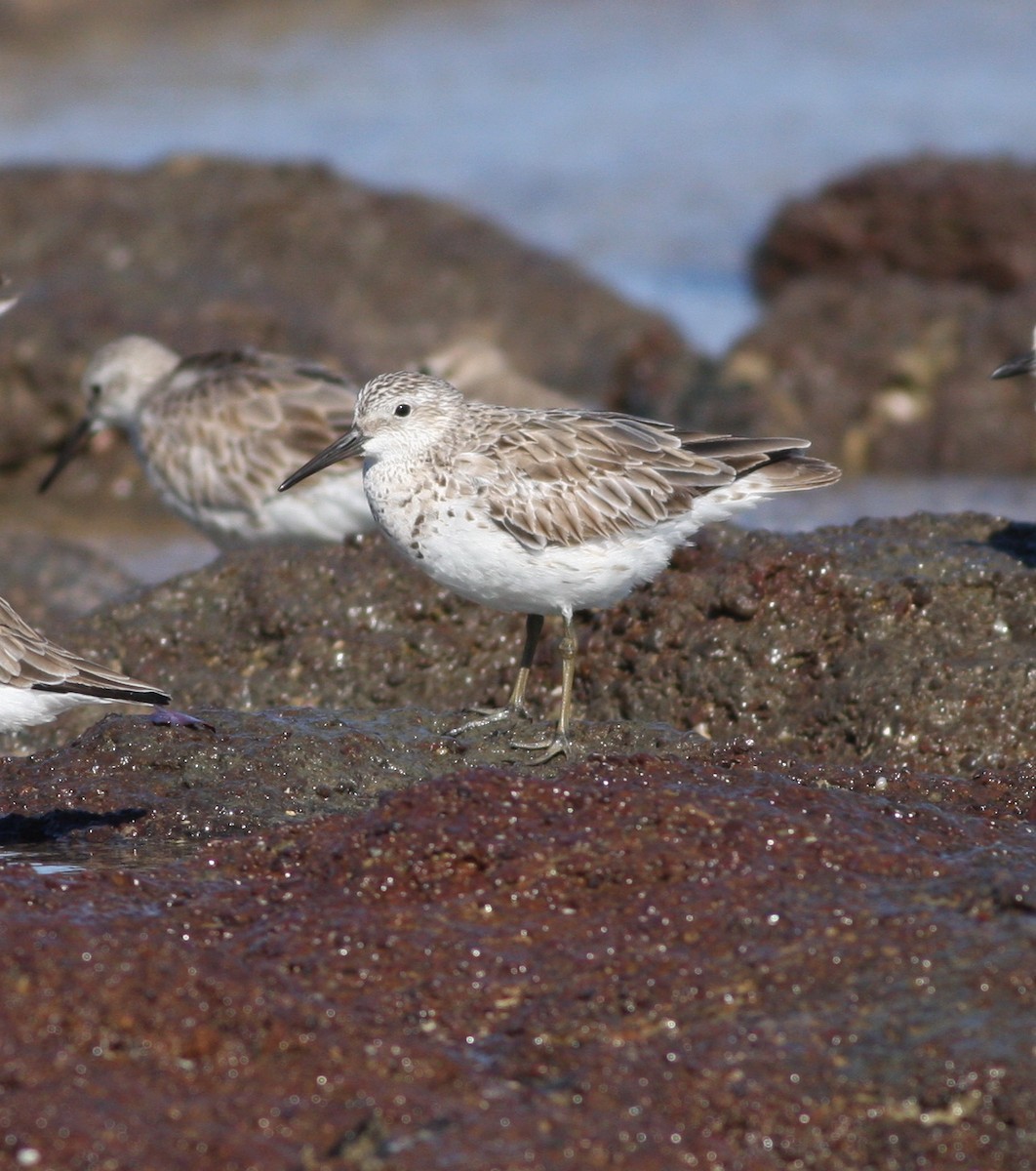 Great Knot - ML657876878