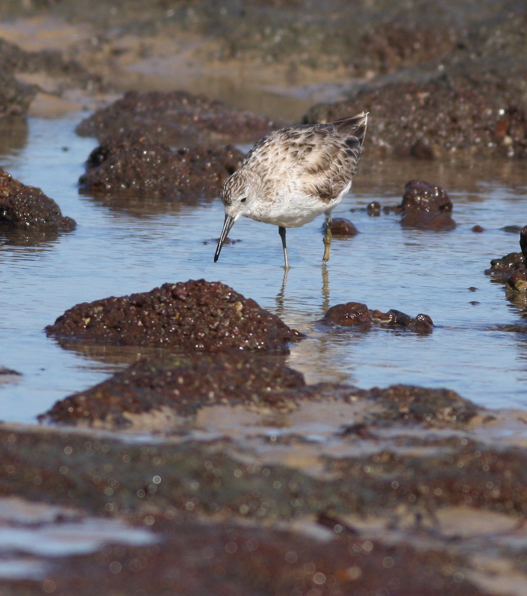 Great Knot - ML657876879