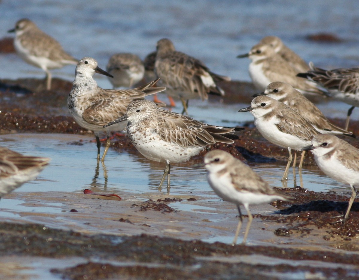 Great Knot - ML657876880