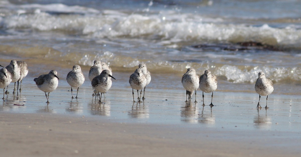 Great Knot - ML657876881