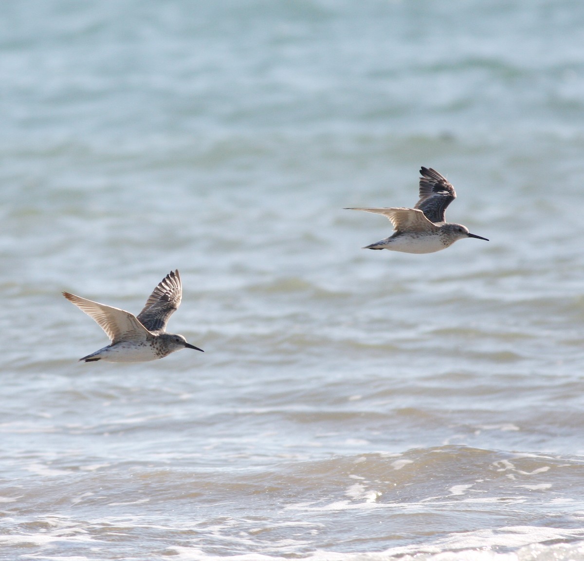 Great Knot - ML657876882