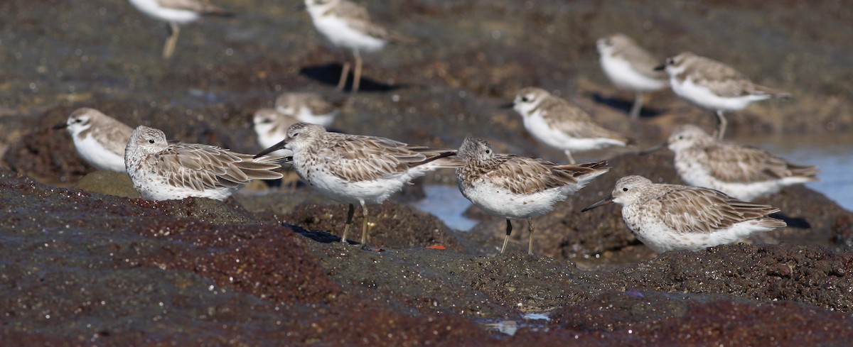 Great Knot - ML657876883