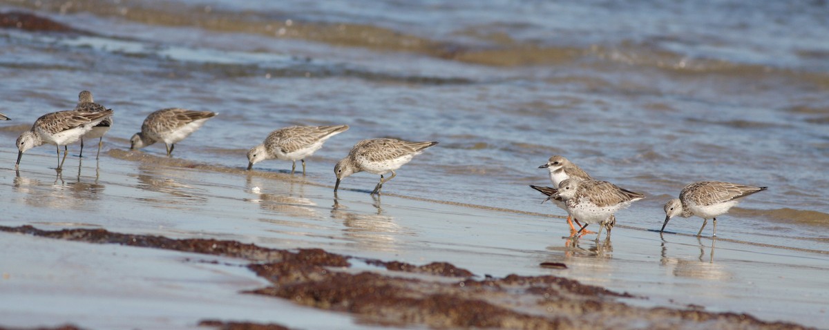 Great Knot - ML657876884