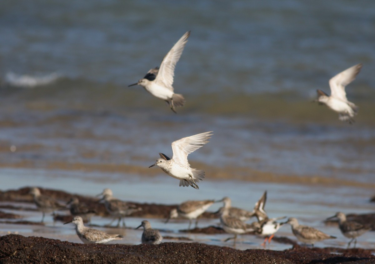 Great Knot - ML657876885