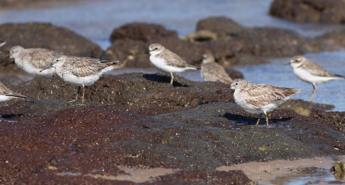Great Knot - ML657876886