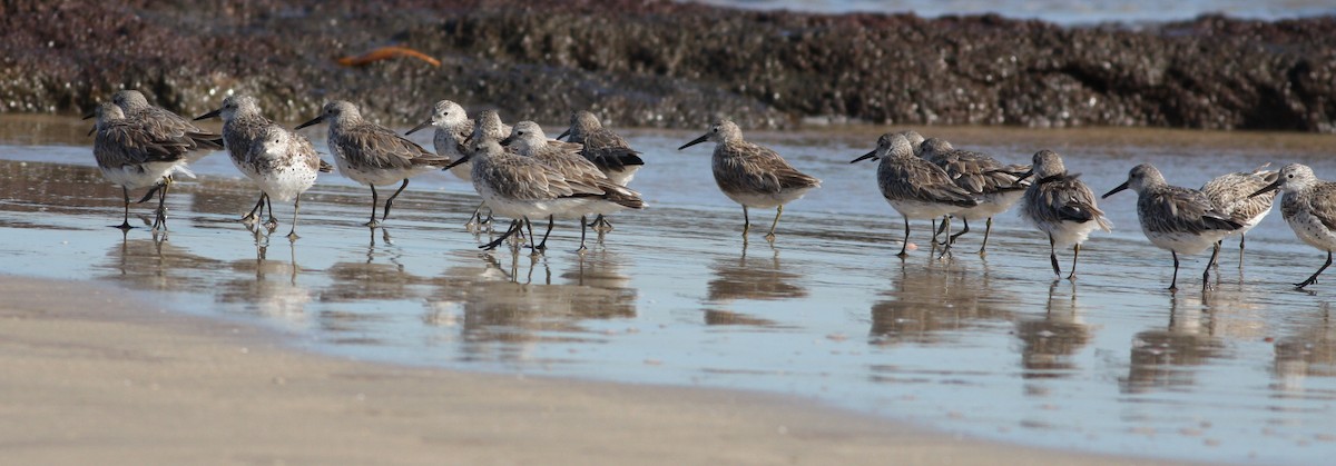 Great Knot - ML657876887