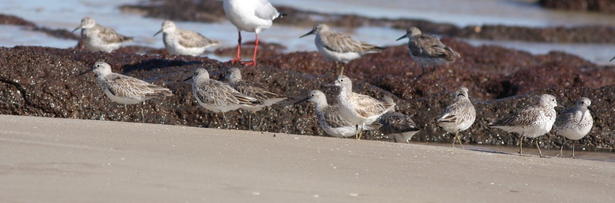 Great Knot - ML657876888