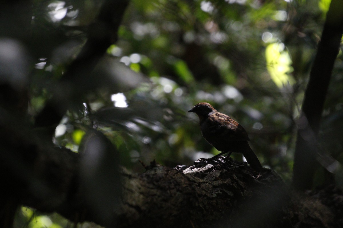Australian Logrunner - ML657877022