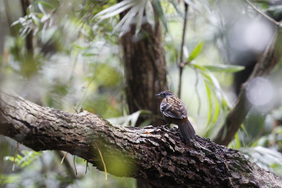 Australian Logrunner - ML657877023