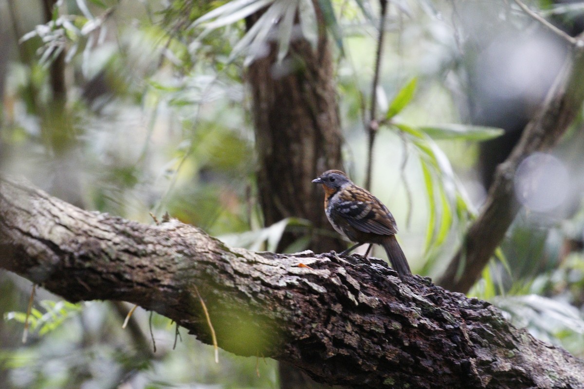 Australian Logrunner - ML657877024
